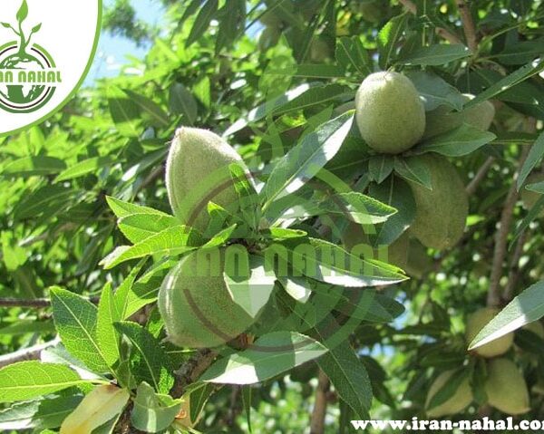 بادام مامایی MAMAYI