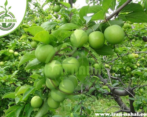 نهال گوجه سبز سلطانی