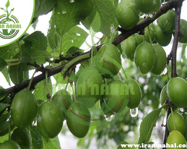 نهال گوجه سبز سروردی