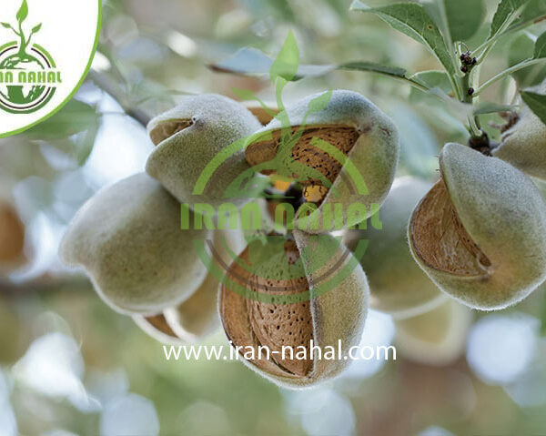 نهال بادام کلون Clone almond seedlings