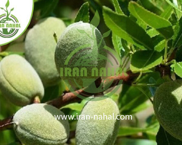 نهال بادام فراستار Farastar almond seedlings