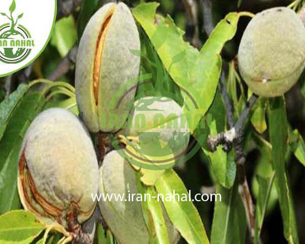 نهال بادام مسبووارا Mesbovara almond seedlings