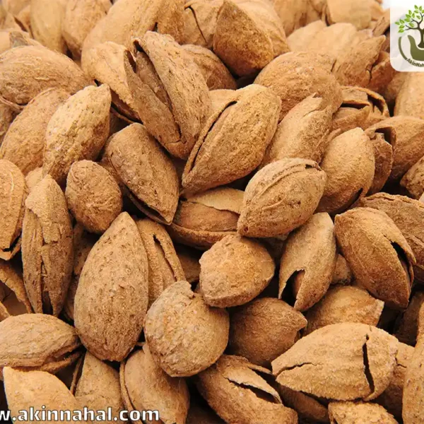 نهال بادام کاغذی Paper almond seedlings