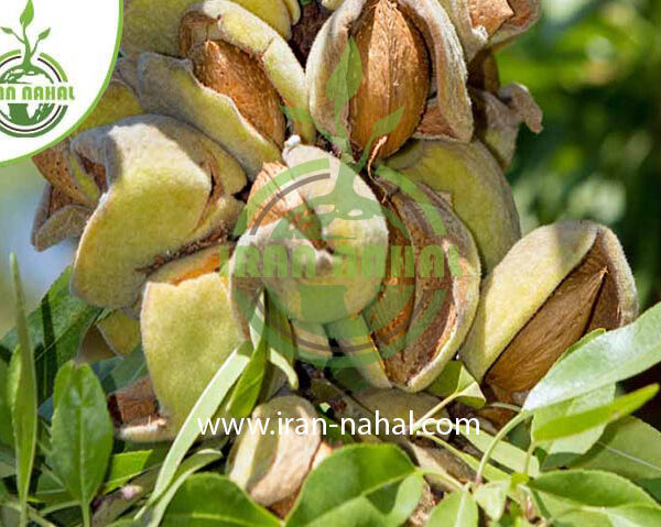 نهال بادام سنگی Stone almond seedlings