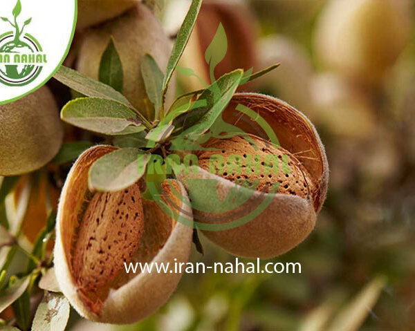 نهال بادام استیلیتل Almond seedling stilttel