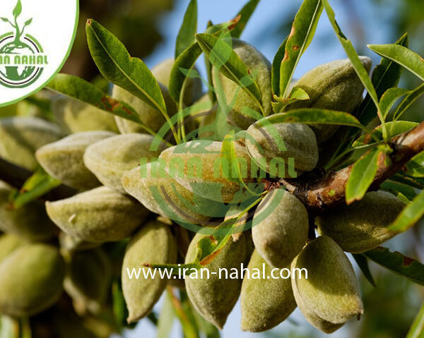 نهال بادام خوشه ای Cluster almond seedlings