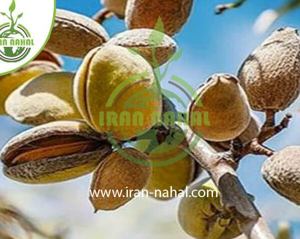 نهال بادام دسمیو مارکونا Desmio Marcona almond seedlings