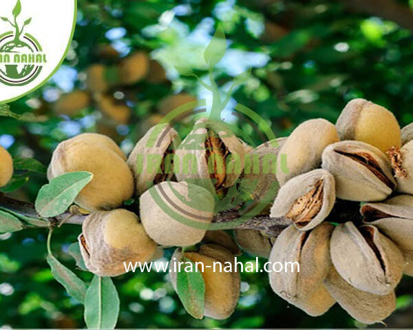 نهال بادام شکوفه Blossoming almond seedlings