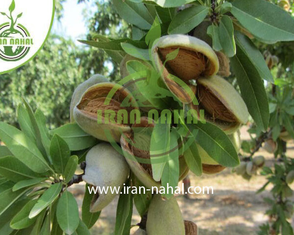 نهال بادام فراسلیس Frasilis almond seedlings