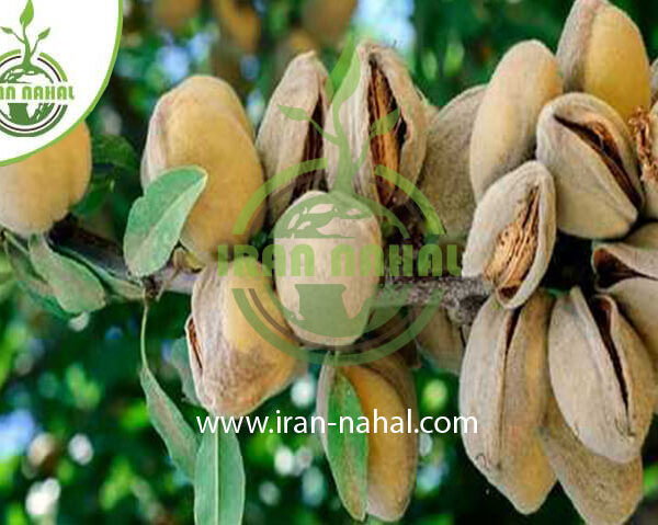 نهال بادام فرانکولی Francoli almond seedlings