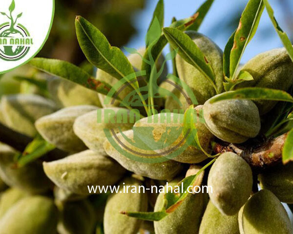 نهال بادام فراکنس Frakance almond seedlings