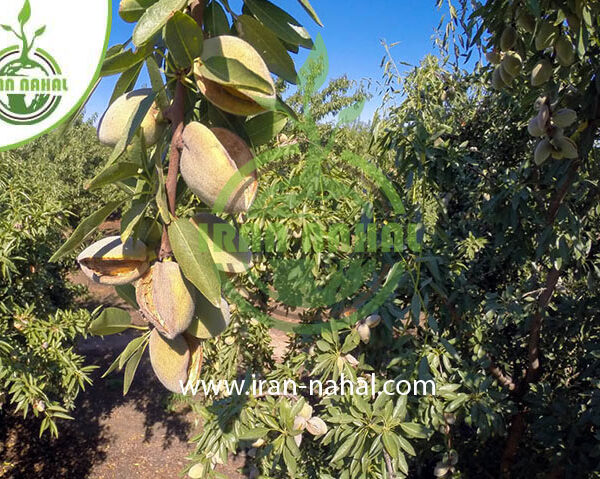 نهال بادام نان پریل Paril bread almond seedlings