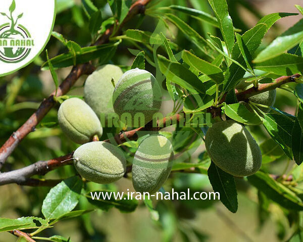 نهال بادام پسته ای Pistachio almond seedlings