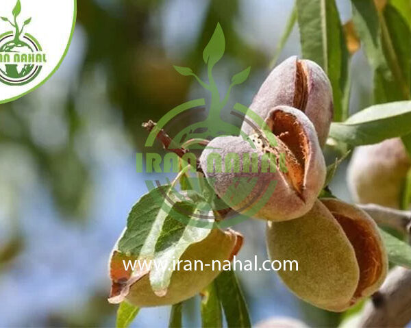 نهال بادام گلوریتا Glorietta almond seedlings