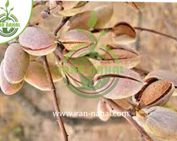 نهال بادام لورانی Lorani almond seedlings