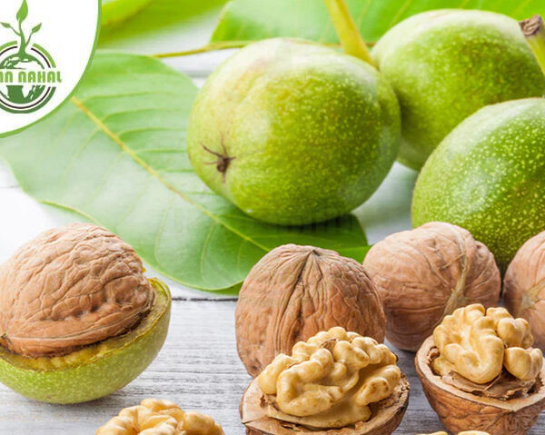 قیمت و خرید با کیفیت ترین نهال گردو زود بازده ( Early yielding walnut seedlings )