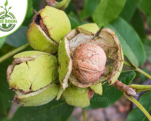 قیمت و خرید با کیفیت ترین نهال گردو لارا  ( Lara walnut seedling )