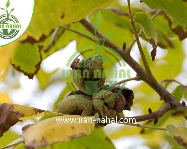 قیمت و خرید با کیفیت ترین نهال گردو وینا (vinac walnut seedling)