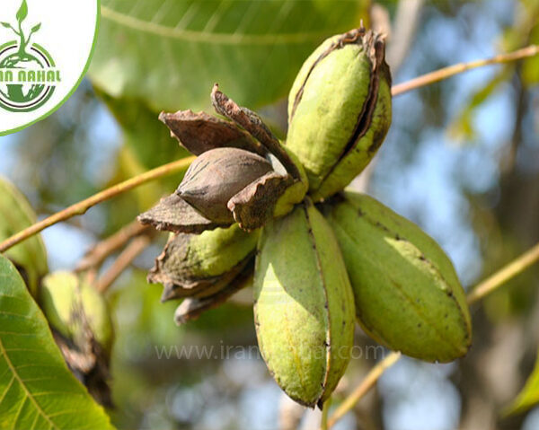 قیمت و خرید با کیفیت ترین نهال گردو پکان آمریکایی (American pecan seedlings)