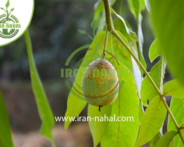 نهال گردو تویسرکان ( Walnut seedlings in Tuisarkan )