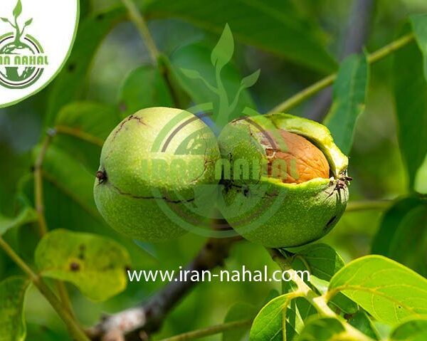 نهال گردو جمال (Jamal walnut seedling)