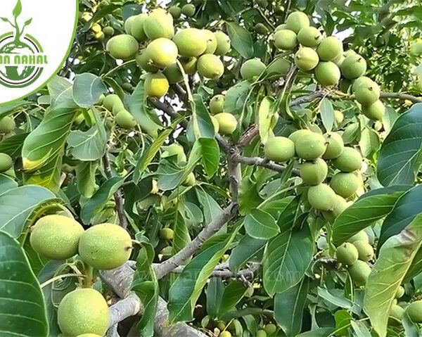 نهال گردو خوشه ای ترکیه ( Türkiye cluster walnut seedlings )