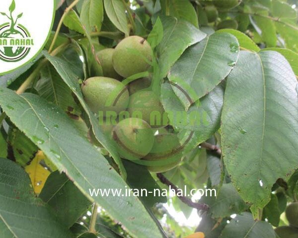 نهال گردو خوشه ای فرانسه (French cluster walnut seedlings)