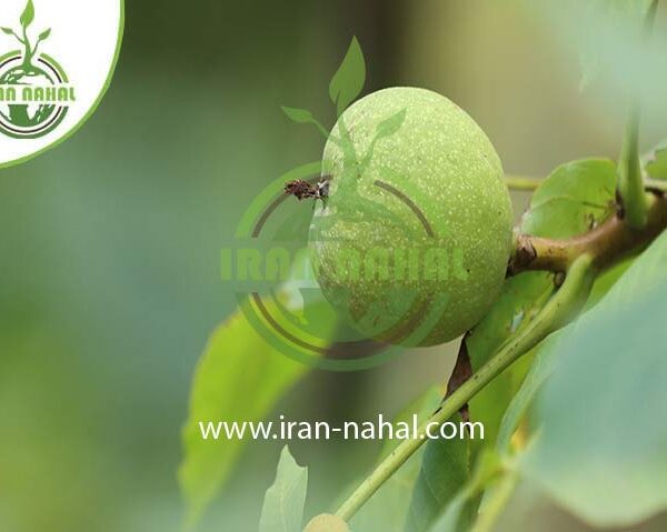 نهال گردو دماوند (Damavand walnut seedlings)