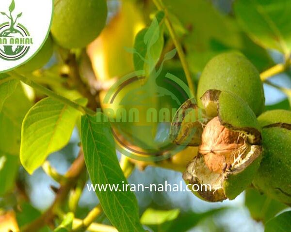 نهال گردو شیلی (Chile walnut seedlings)