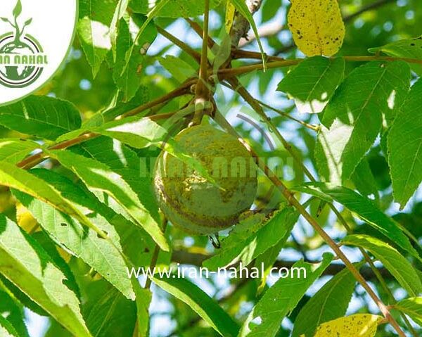 نهال گردو یالووا (Yalova walnut seedlings)