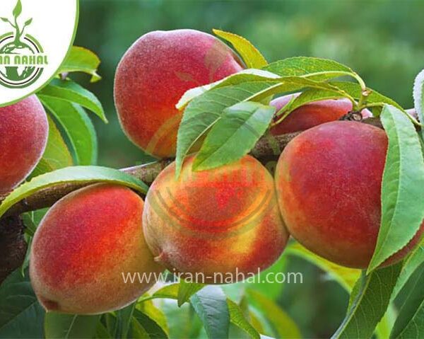 خرید نهال هلو جوادی (Javadi peach seedling)