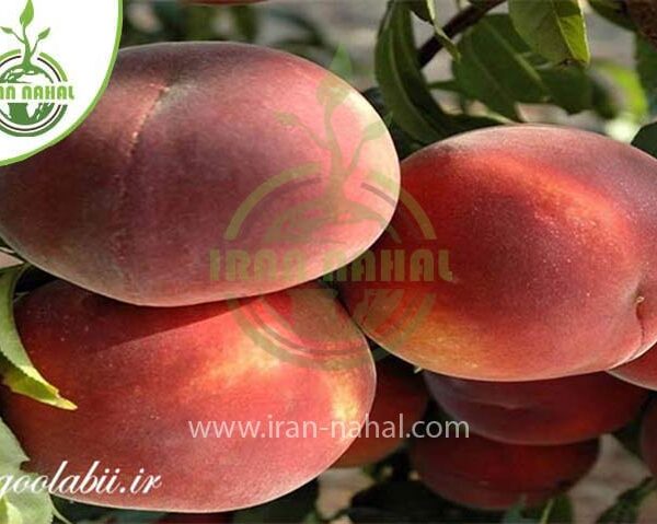 خرید نهال هلو حاج کاظمی (Qajir Kaan peach seedling)