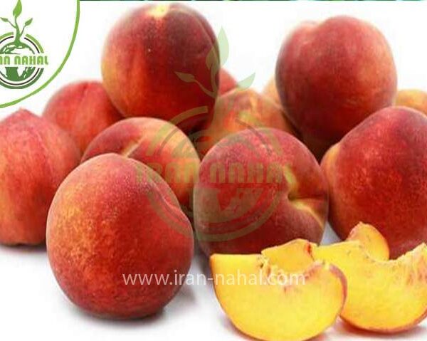 خرید نهال هلو دکسی رد (Dexy red peach seedling)