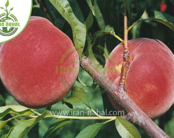 خرید نهال هلو رد استار (Red Star peach seedling)