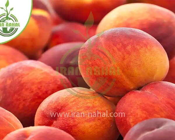 خرید نهال هلو قجیر قانات (Qajir Kaan peach seedling)