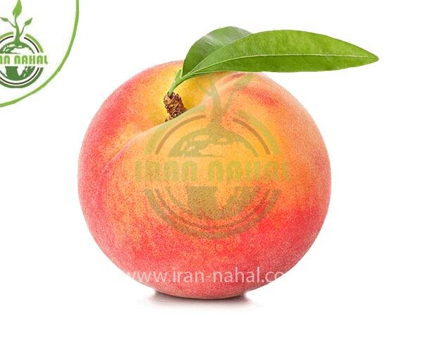 خرید نهال هلو مخملی (Velvet peach seedling)