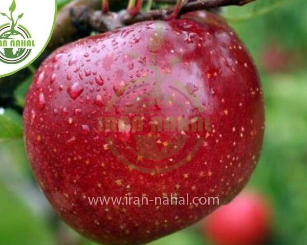 خرید نهال سیب عروس (Bride's apple seedling)