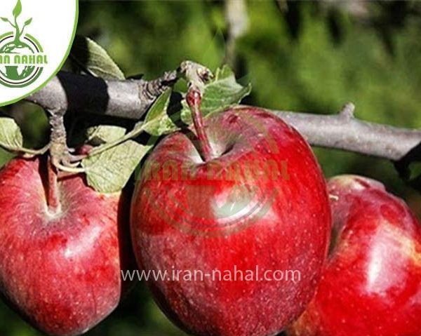 خرید نهال سیب پنج پر (Five leaf apple seedling)