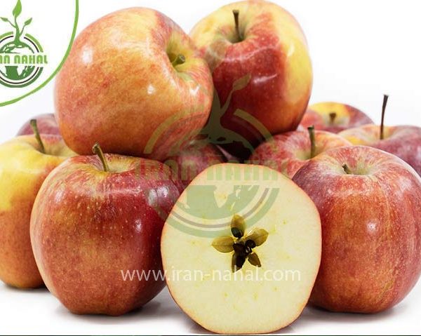 خرید نهال سیب گالا (Gala apple seedling)