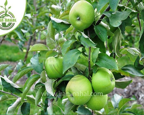 خرید نهال سیب گرانی اسمیت (Garni Smith apple seedling)