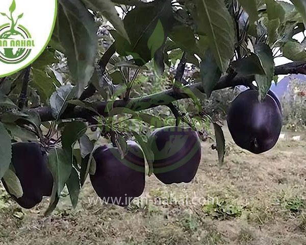 خرید نهال سیب جرومین (Geromin apple seedling)