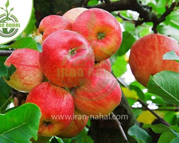 خرید نهال سیب گلاب (Gulab apple seedling)