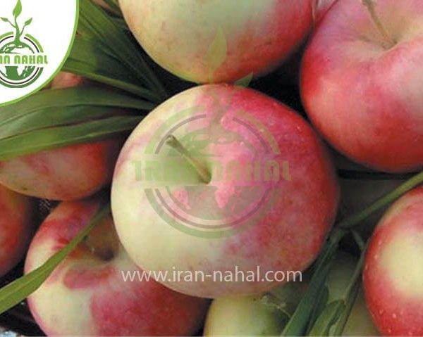 خرید نهال سیب مشهد (Mashhad apple seedling)