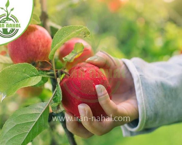 خرید نهال سیب رد دلیشز (Red Delicious apple seedling)