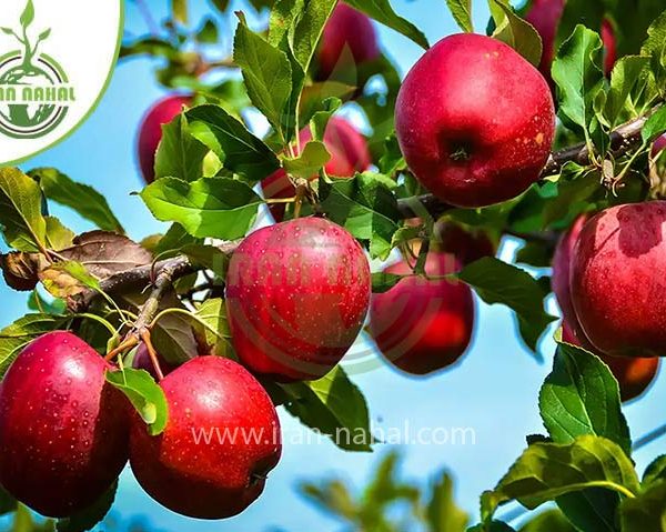 خرید نهال سیب لبنانی قرمز (Red Lebanese apple seedlings)