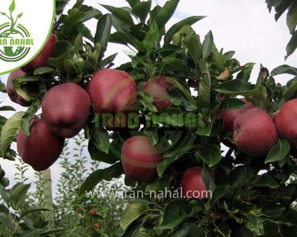 خرید نهال سیب ردچیف (Redchief apple seedling)