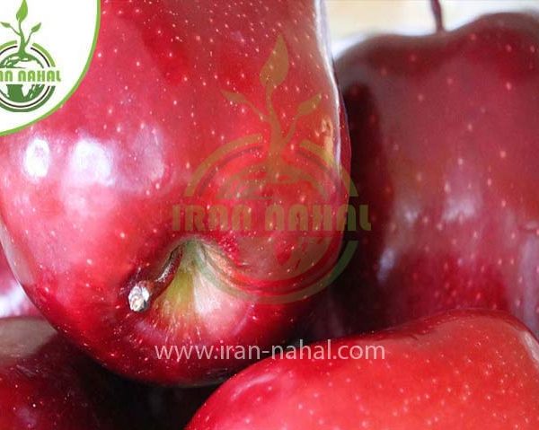 خرید نهال سیب رداستارکینگ (Redstarking apple seedling)