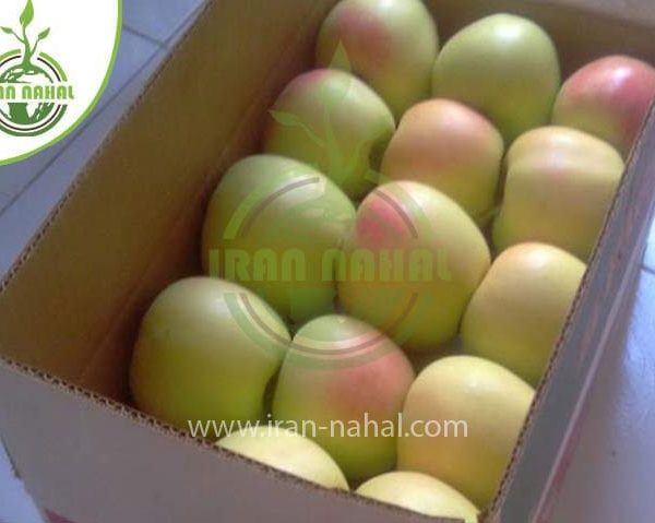 خرید نهال سیب رندرز (Rendars apple seedling)