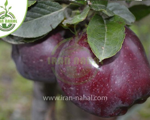 خرید نهال سیب سوپر چیف (Super Chief apple seedling)