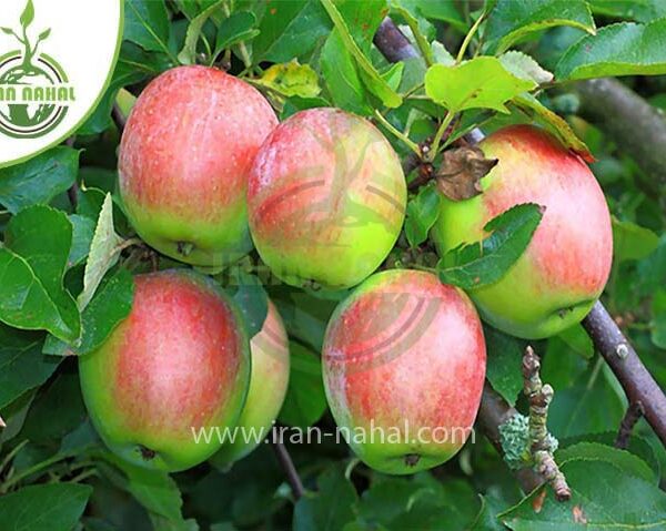 نهال سیب دورنگ (Two-color apple seedling)